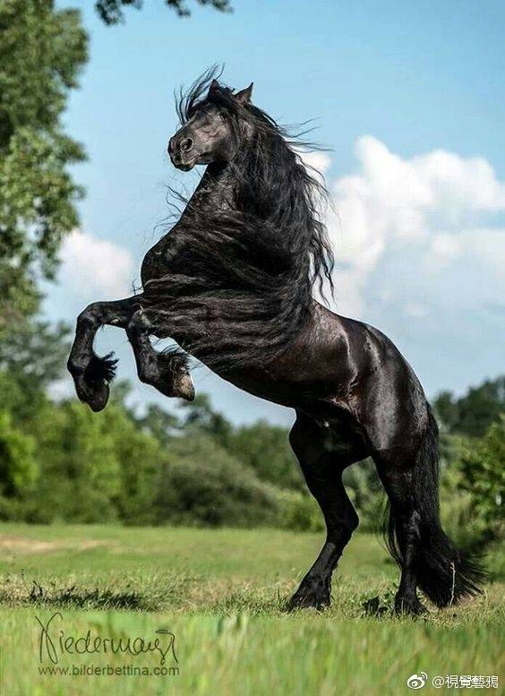 [cp]荷兰培育的马种 friesian horse [/cp]