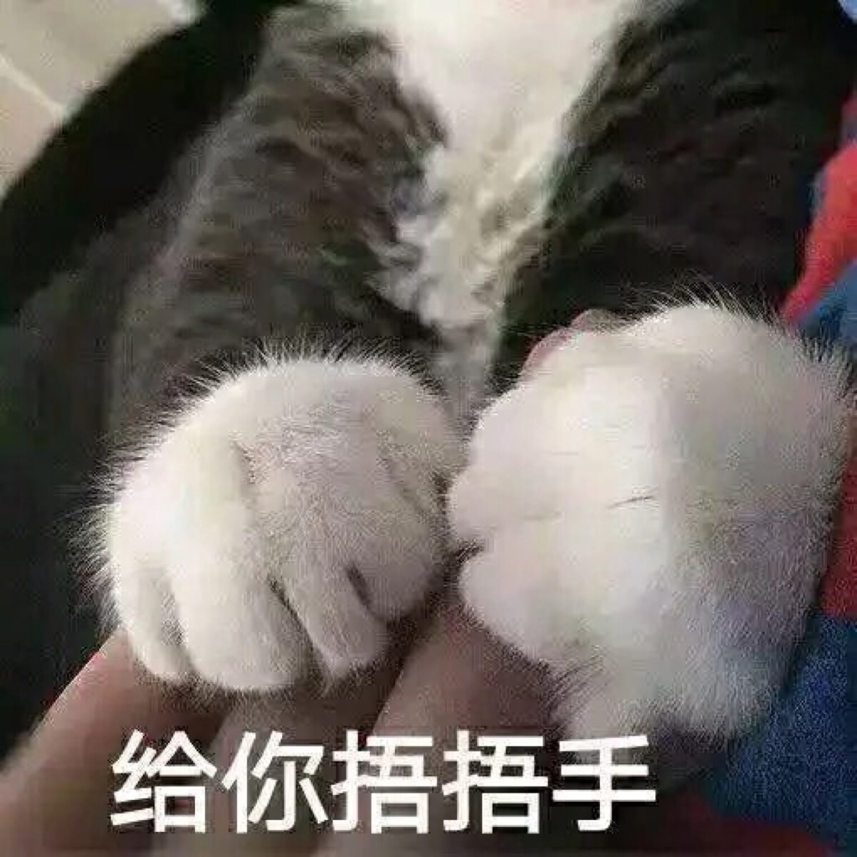 给你捂捂手 表情包 猫