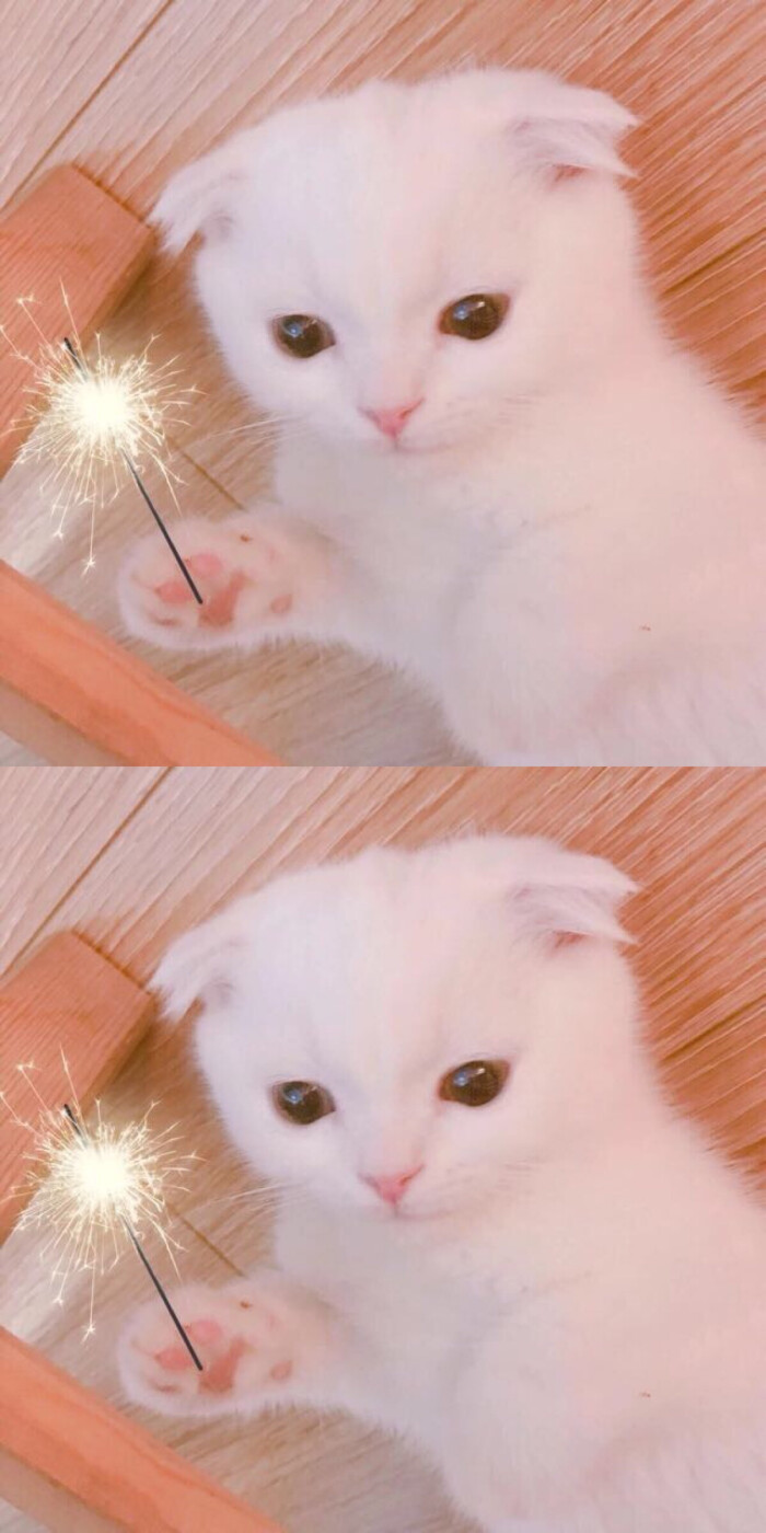 可爱 猫咪 壁纸