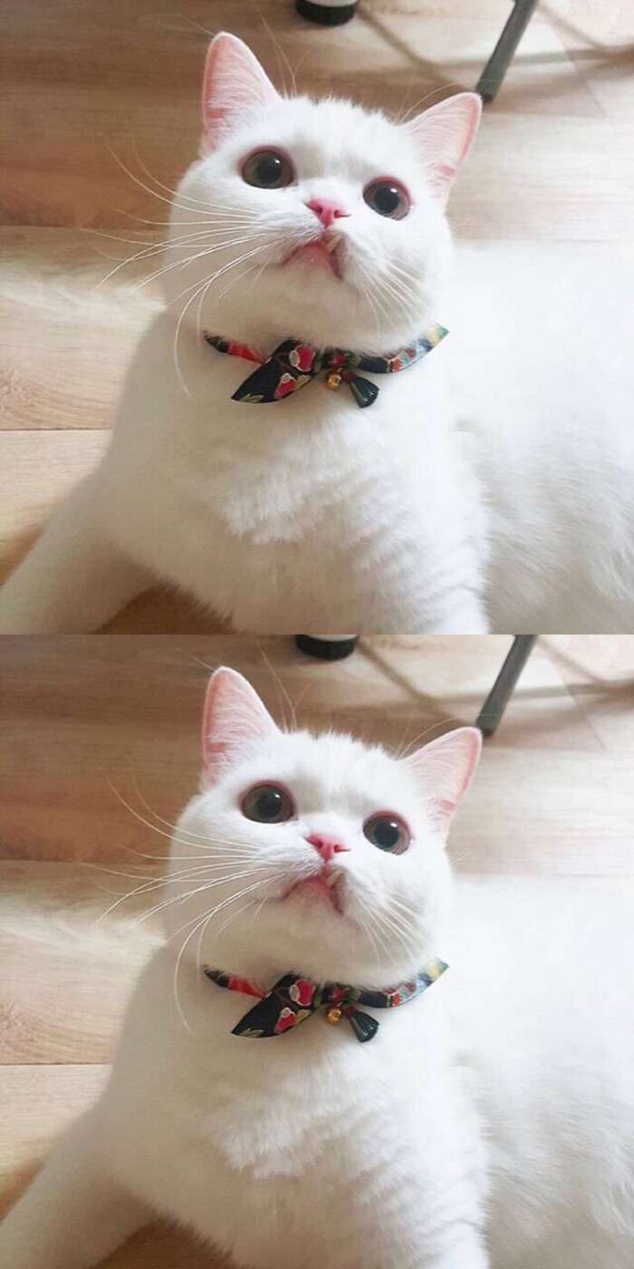 可爱 猫咪 壁纸