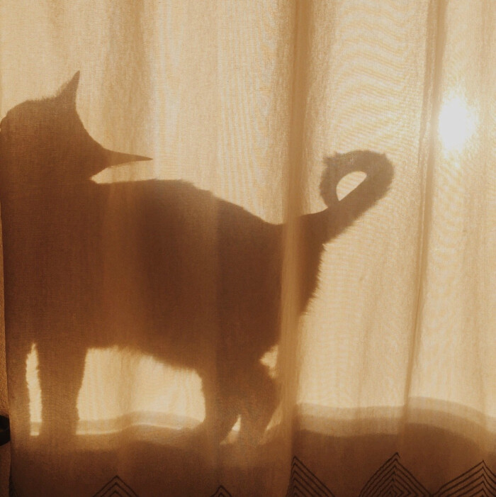 猫咪 影子 背景图