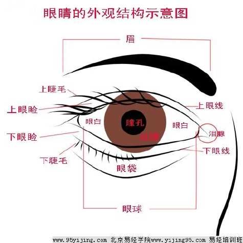 眼睛结构