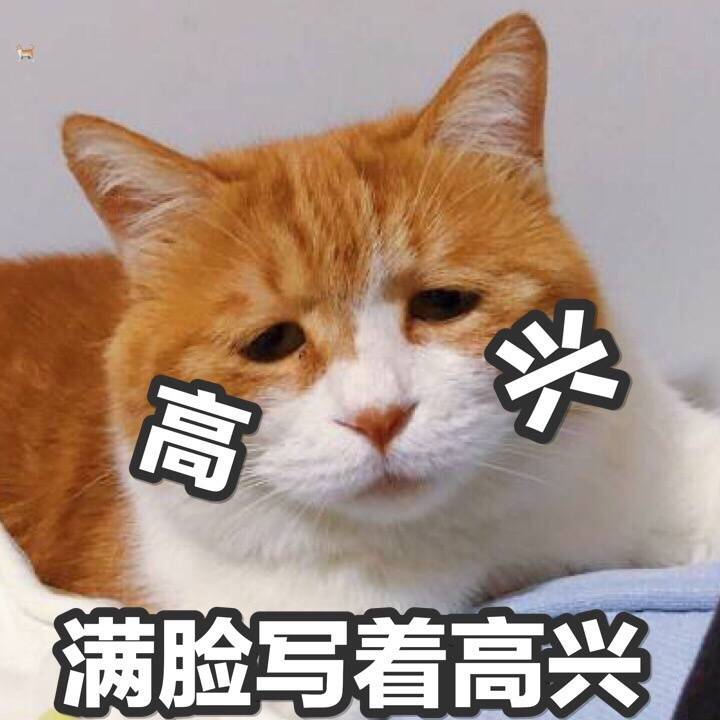 猫日,满脸都写着高兴