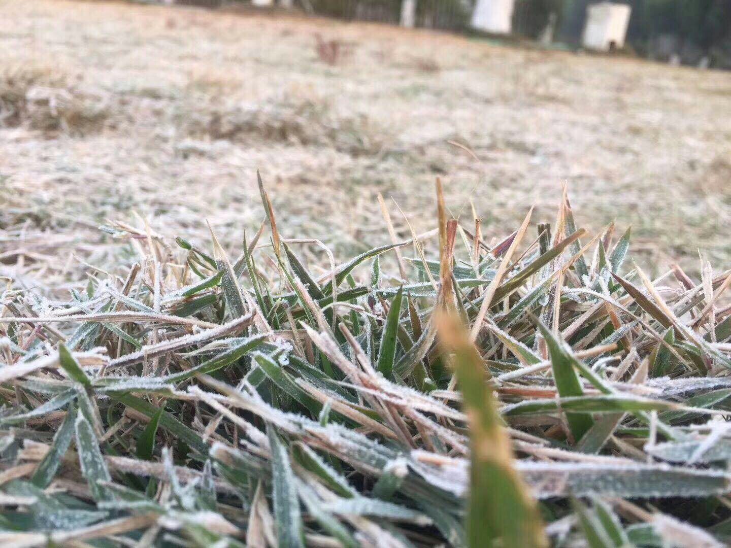 这种冻成冰棍也见不到雪的天气,偶遇一地白霜也不错