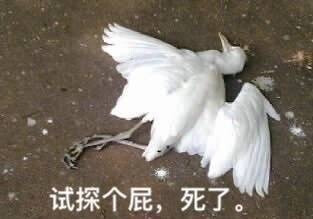 试探个屁,死了.