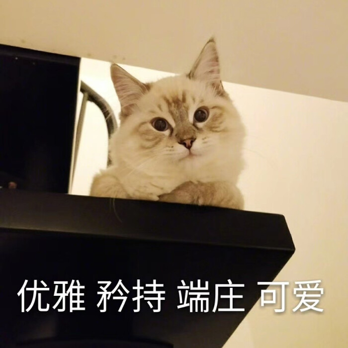 猫咪表情包 傲娇脸