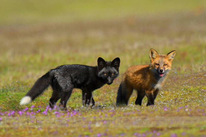 [cp]#狐狸#三次元银狐和北狐【银黑狐和赤狐同框专辑】@老狐你今天