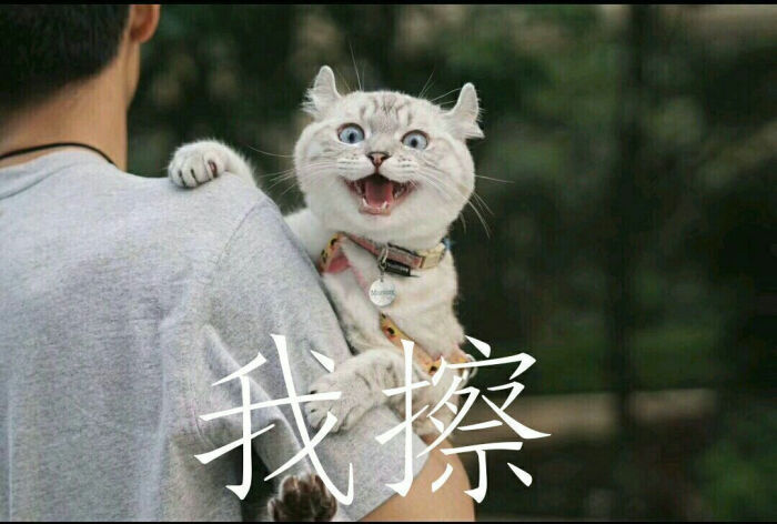 猫咪表情包