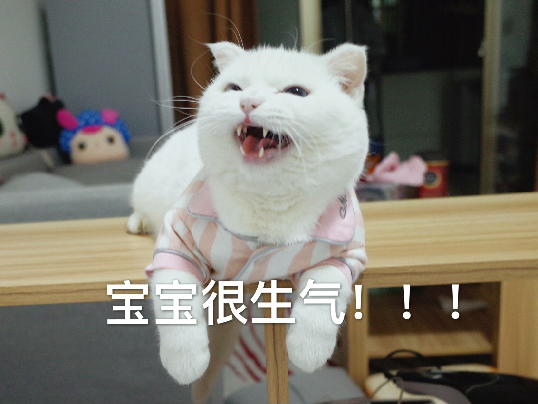 猫咪表情包