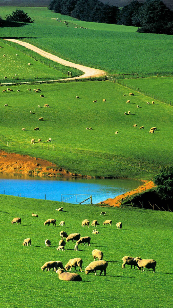 澳大利亚素有骑在羊背上的国家之称,养…-堆