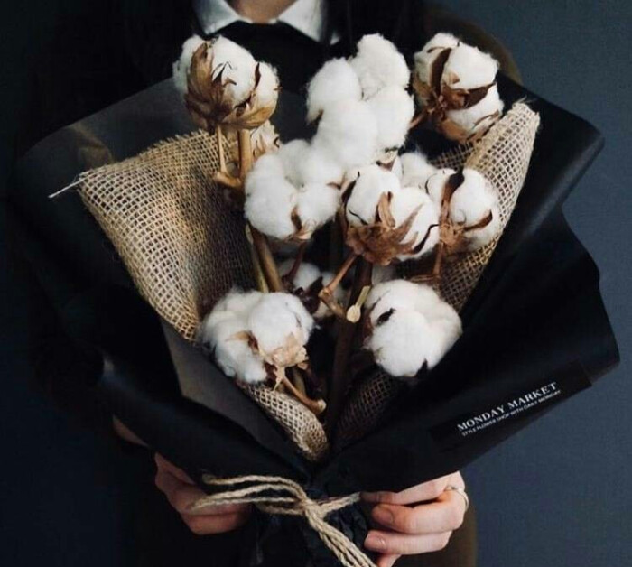 棉花的花语是珍惜身边人