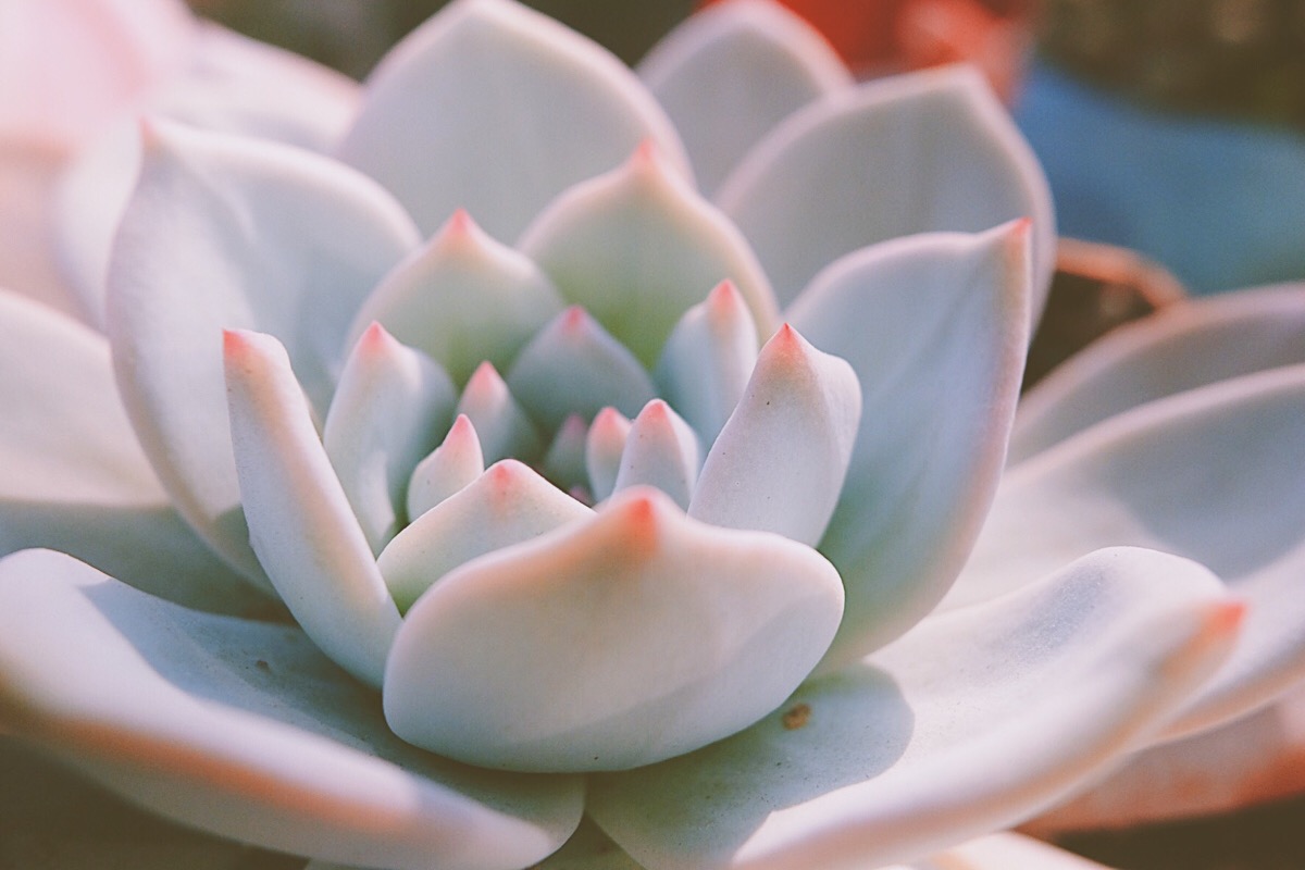 芙蓉雪莲 状态极佳