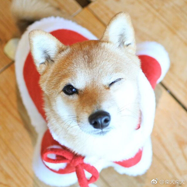 圣诞小可爱给了你一个wink instagram:urumi_kourin