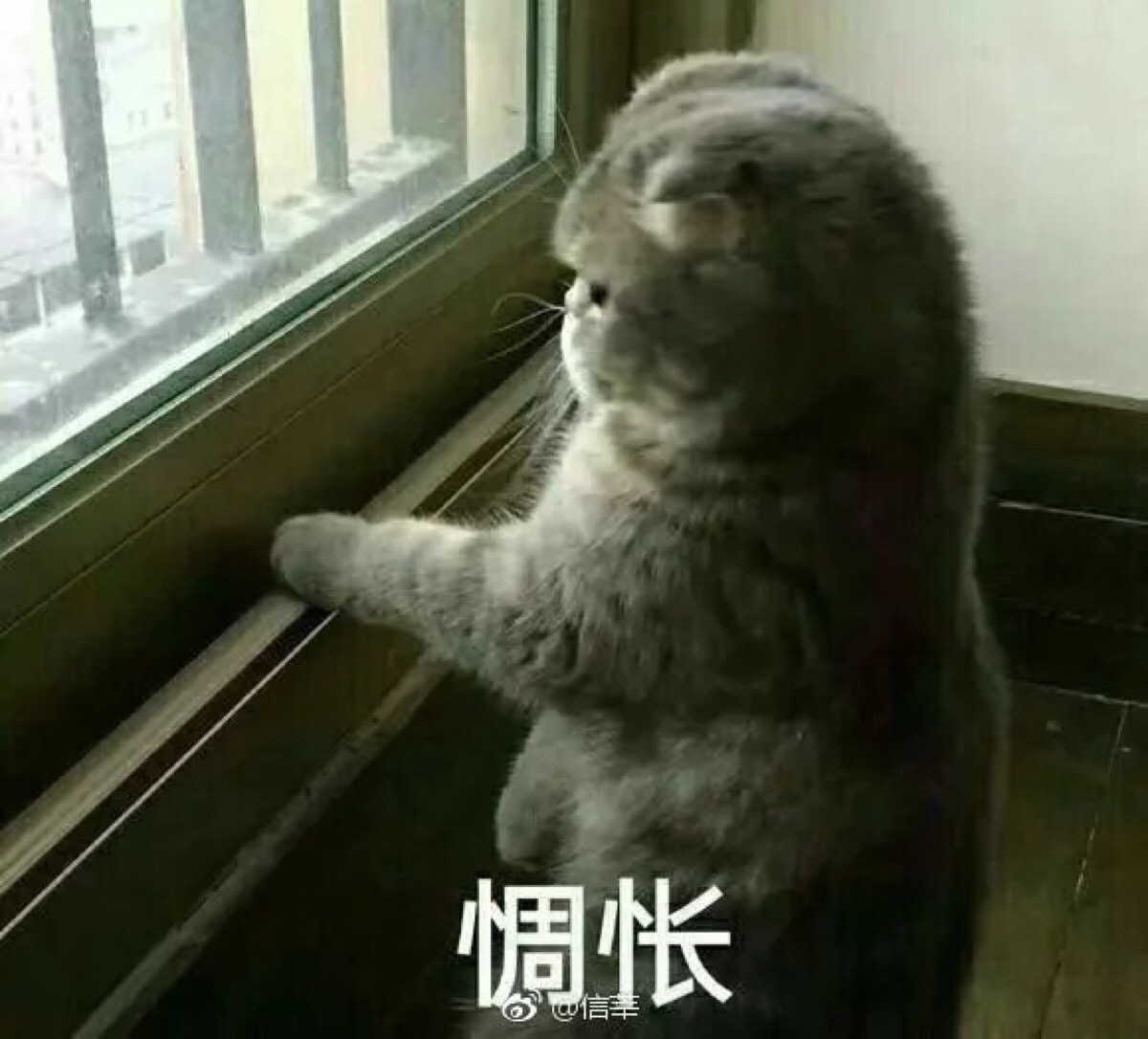 猫/表情包/撒娇/情侣