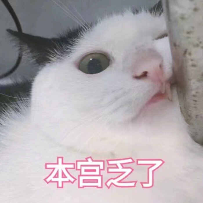 猫/表情包/撒娇/情侣