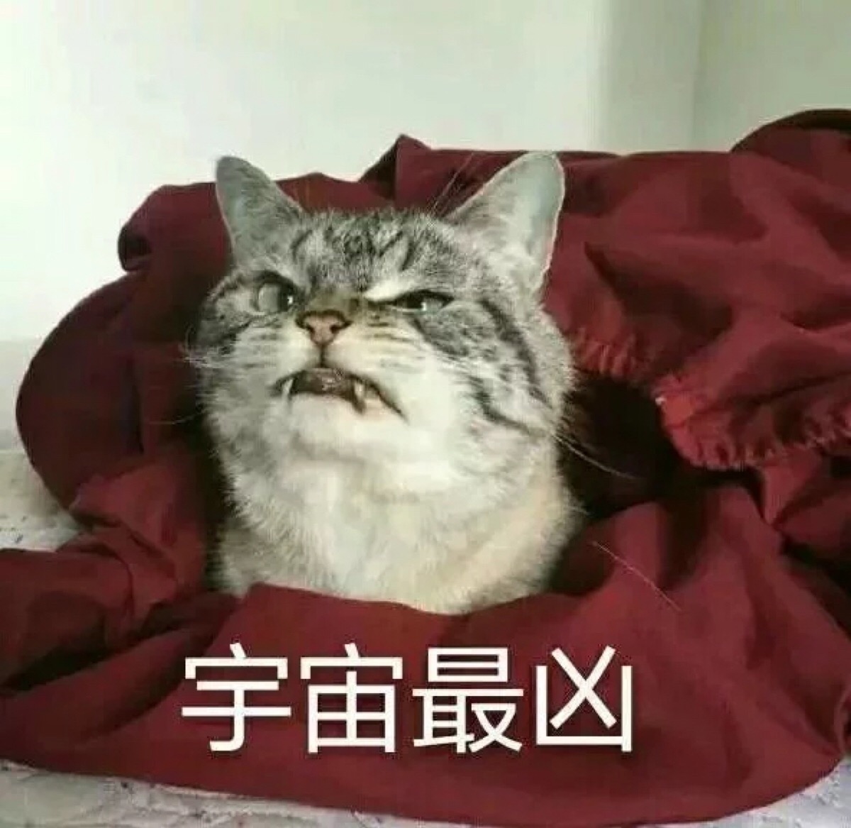 猫/表情包/撒娇/情侣