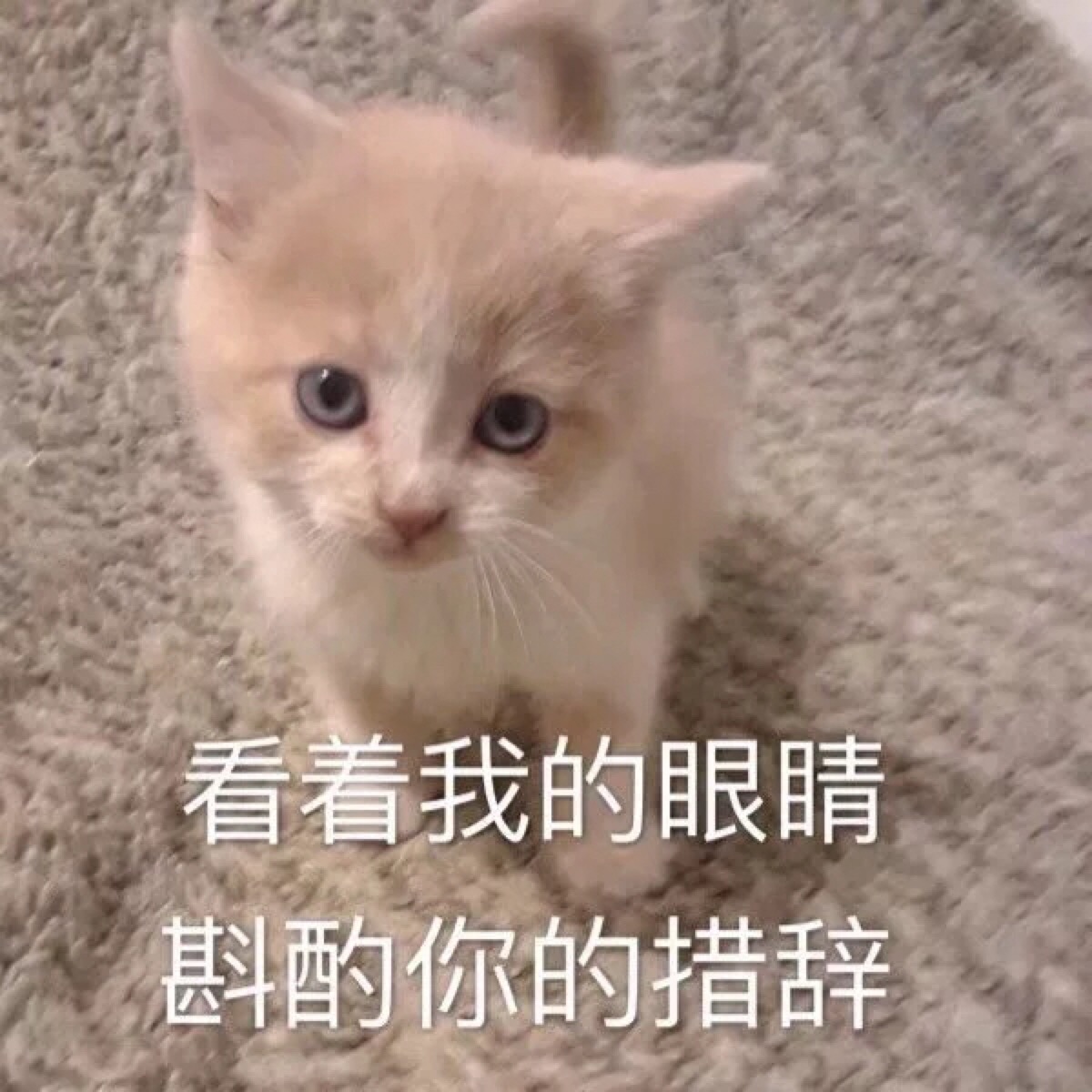 猫/表情包/撒娇/情侣