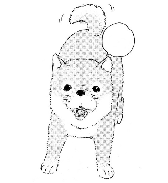 柴犬狗 