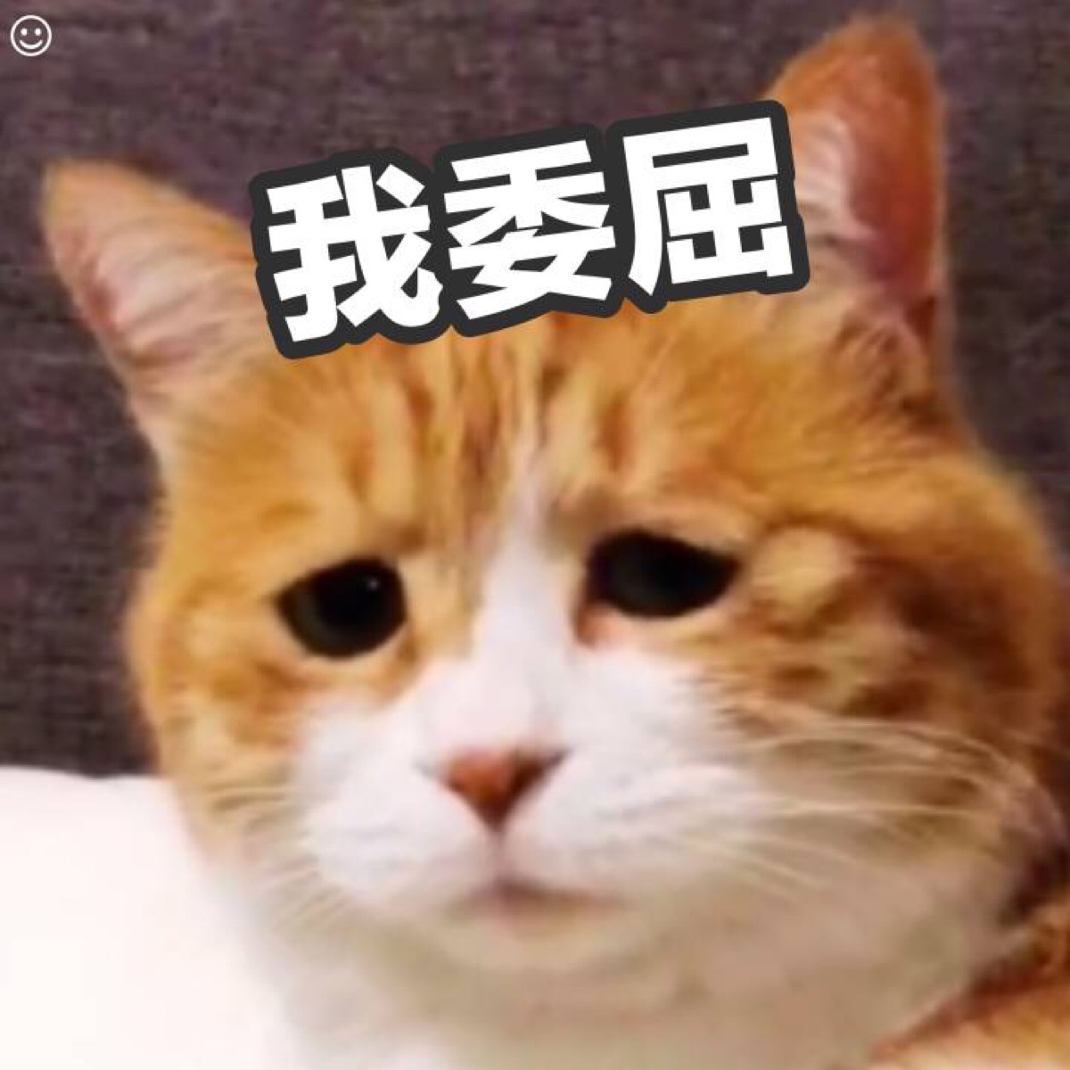 表情包 猫咪