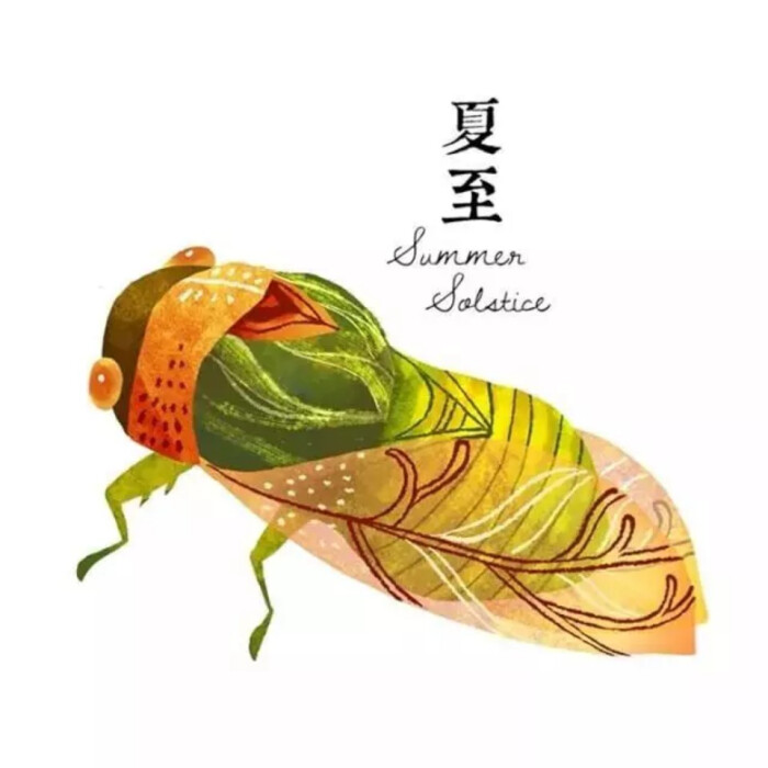 插画师cinyee chiu · 二十四节气图——夏至第一候:鹿角解;第二候:蝉