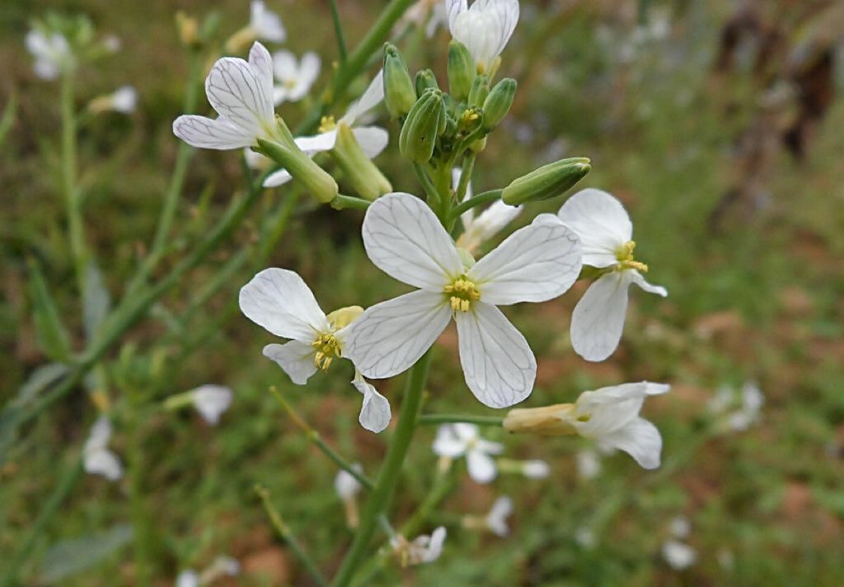 芜菁花(萝卜花)