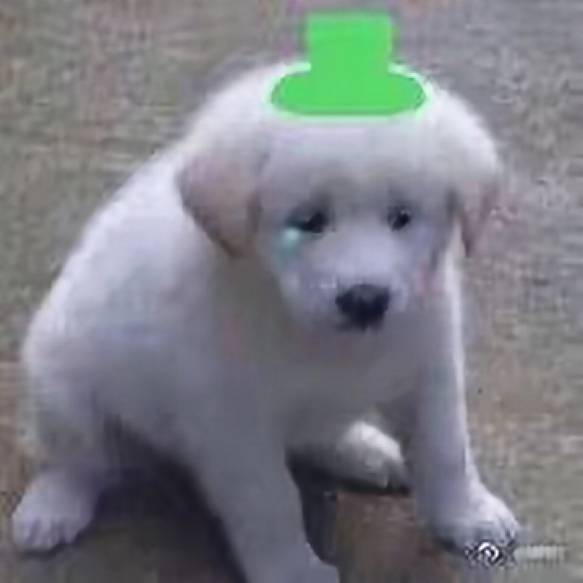 绿帽狗狗委屈表情包animal系列