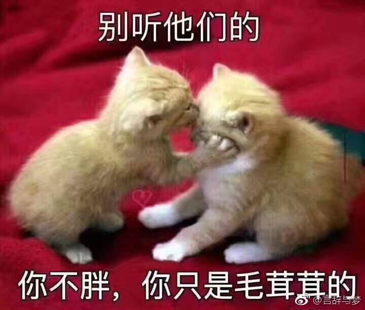 超火的表情包 聊天图片 说说配图 可爱 萌 软妹 猫咪 撩妹