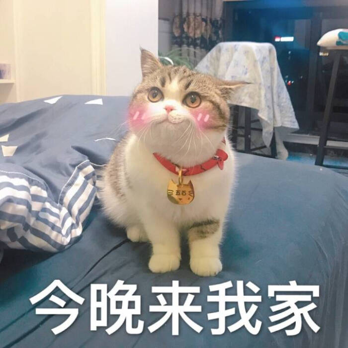 【二和】可爱的猫咪表情包 今晚来我家