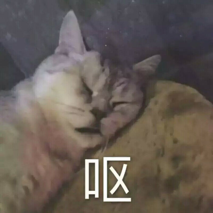超火的表情包 聊天图片 说说配图 可爱 萌 软妹 猫咪 撩妹 搞笑