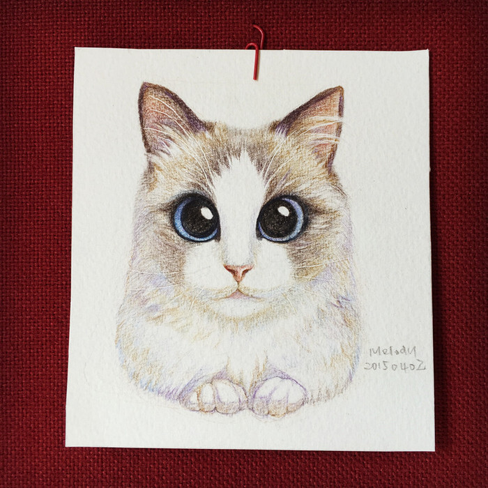动物 插画 彩铅 猫咪