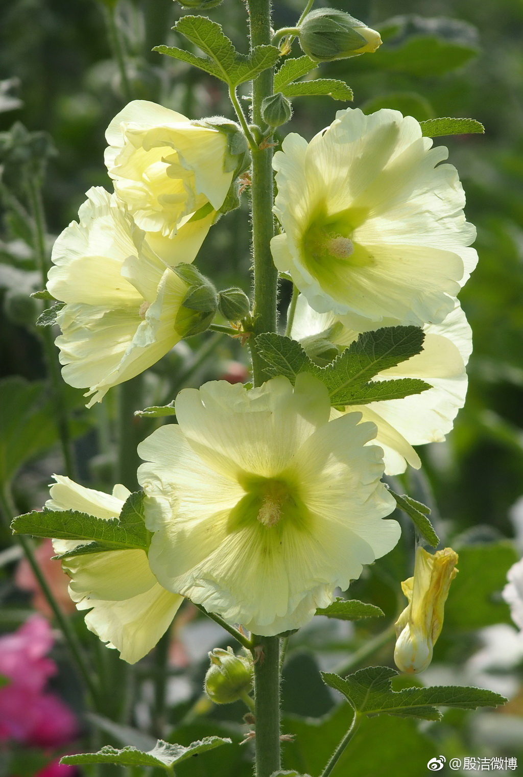 alcea rosea)是锦葵科蜀葵属植物,又名一丈红,熟季花,麻杆花,戎葵