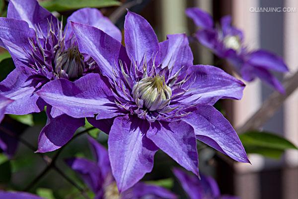 铁线莲(拉丁学名:clematis florida thunb.