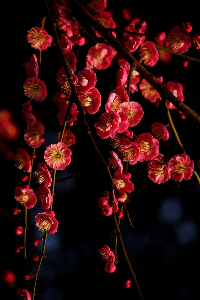 梅花是蔷薇科李属的落叶乔木,有时也指其果(梅子)或花(梅花),学名为