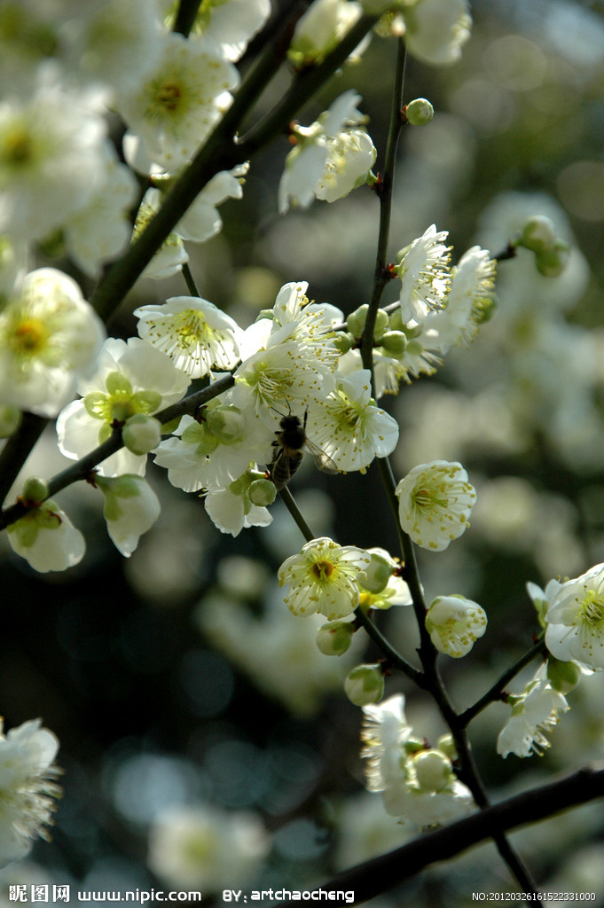 梅花是蔷薇科李属的落叶乔木,有时也指其果(梅子)或花(梅花),学名为