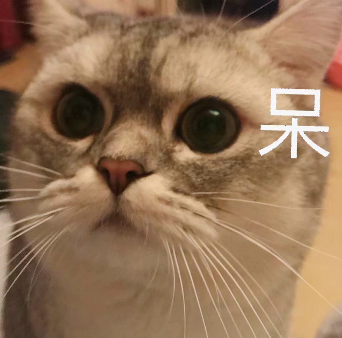 可爱猫咪表情包