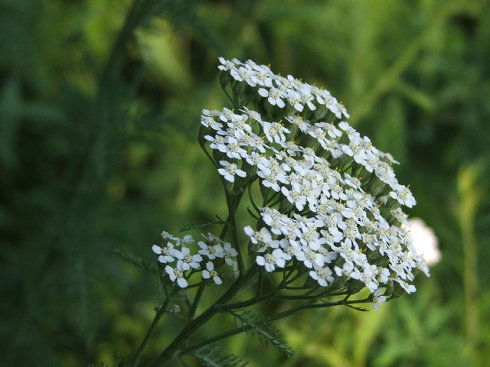 西洋蓍草 _ yarrow 千叶蓍_锯草」