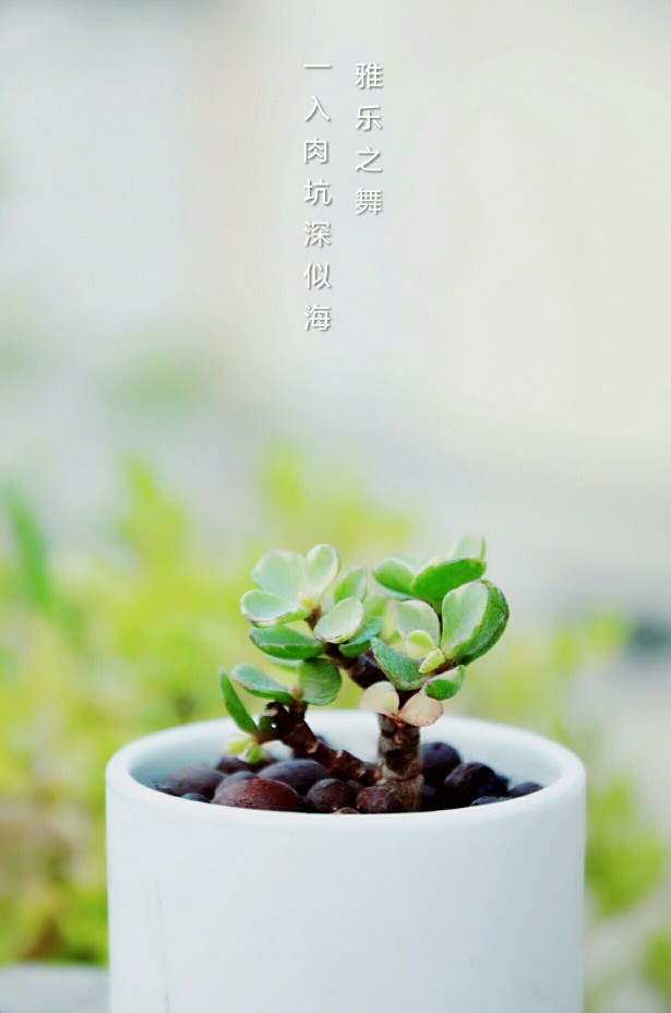 雅乐之舞(pailulacaria afra var.