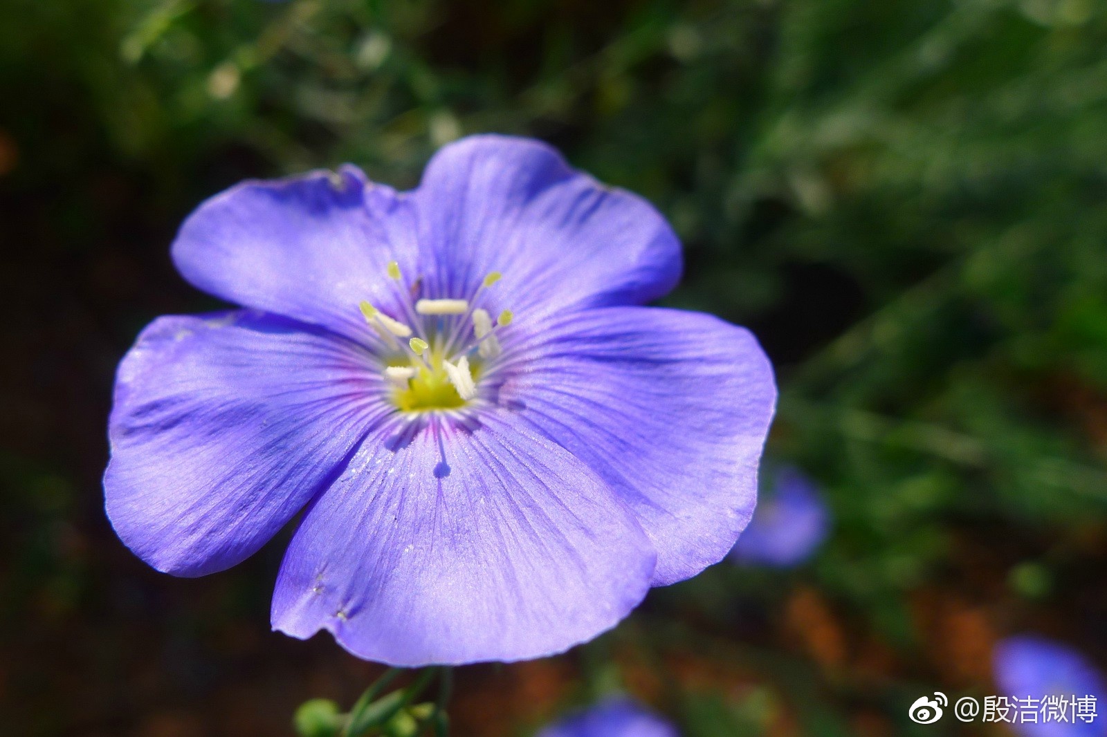 [cp]鲜花山谷里的蓝花亚麻(linum perenne) [/cp]