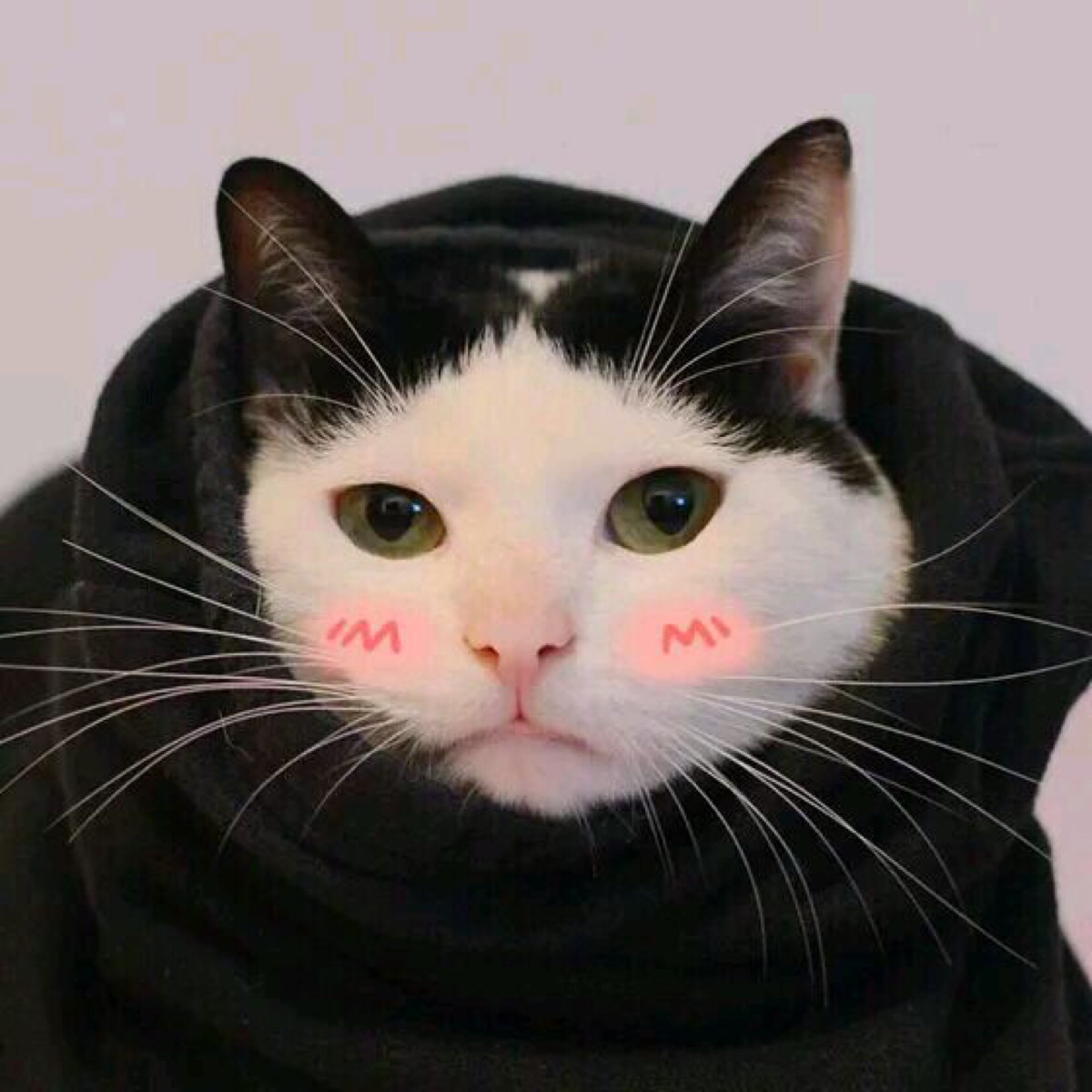 猫咪情侣头像