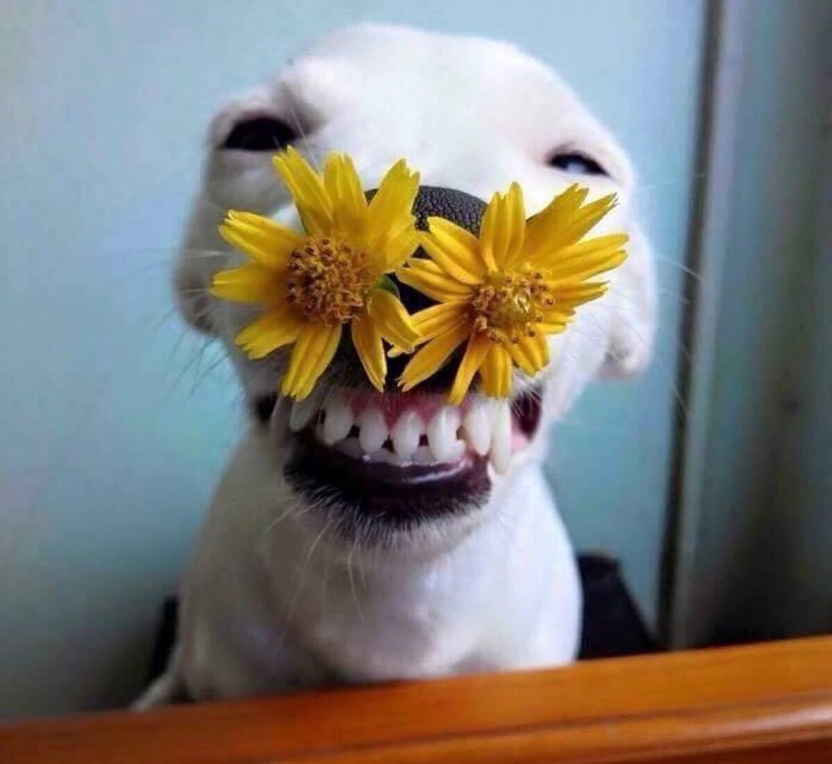 狗狗 头像