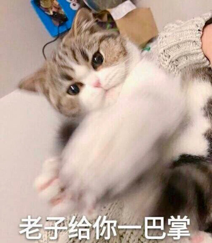 猫咪表情包 "老子给你一巴掌"