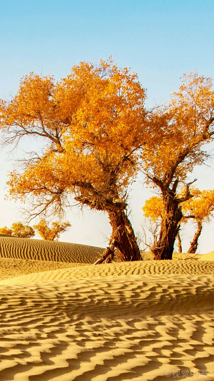 从夏末的那抹意犹未尽的葡萄藤到沙漠中被秋色渲染过的胡杨林,新疆总