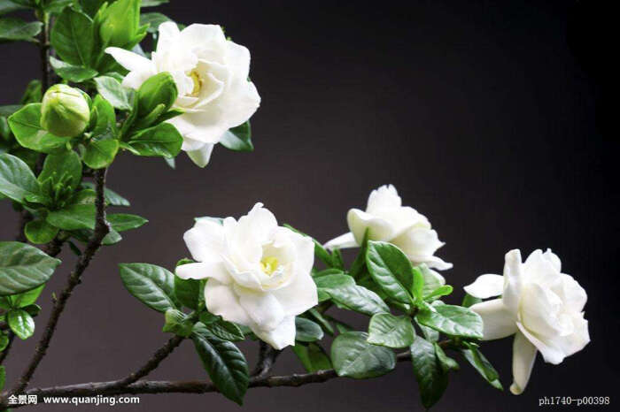 栀子花(学名:gardenia jasminoides),又名栀子,黄栀子,龙胆目茜草科.