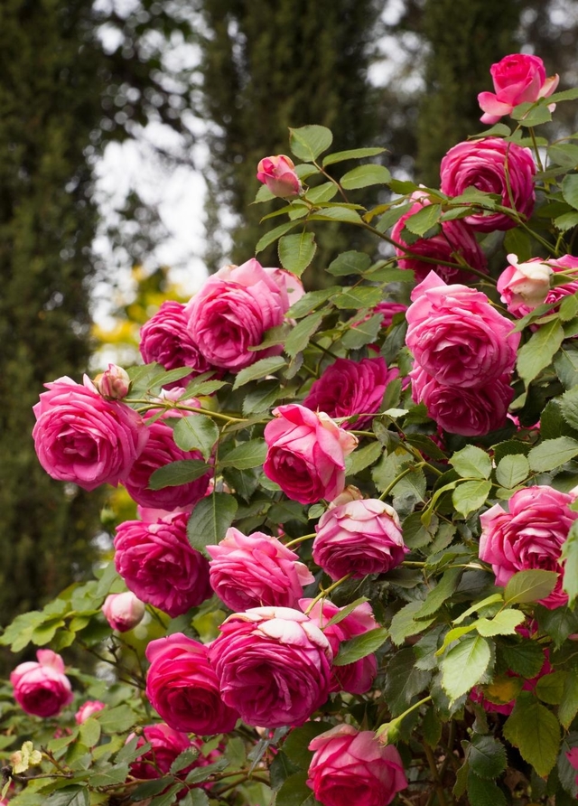 月季花(学名:rosa chinensis jacq.