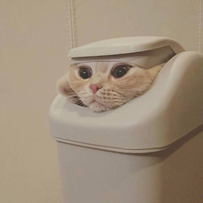 脑壳疼 