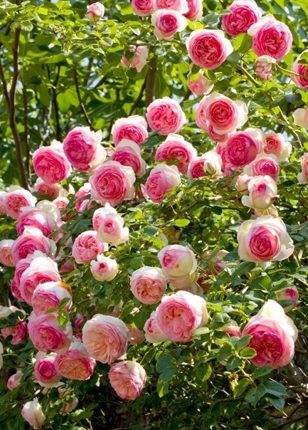 月季花(学名:rosa chinensis jacq.