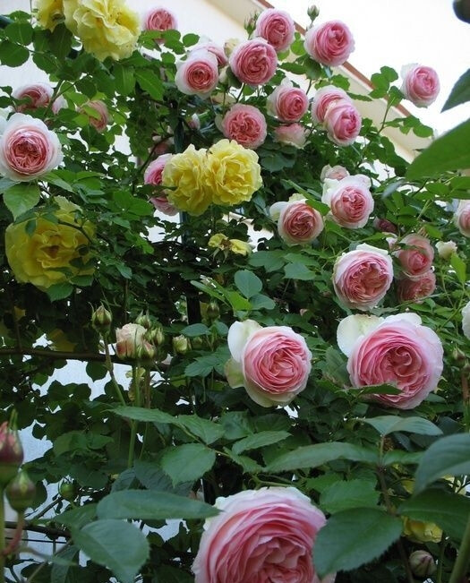 月季花(学名:rosa chinensis jacq.