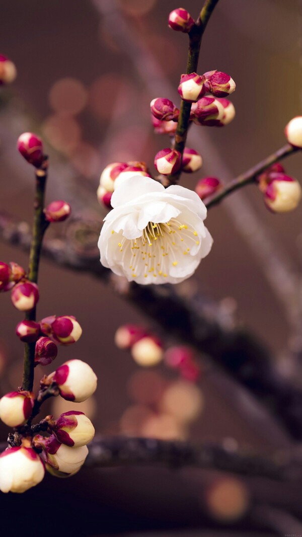 鲜花 插花 捧花 花艺 清新 摄影 绿植 淡雅 自然 壁纸 锁屏 屏保 高清