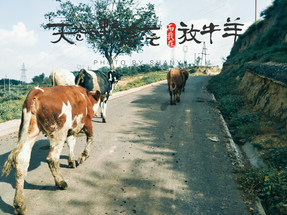 放牛