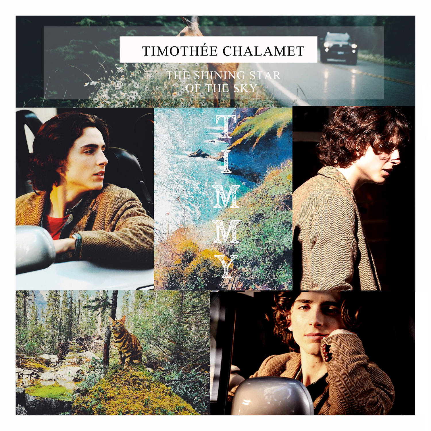 蒂莫西·柴勒梅德timothée chalamet,甜茶,头像,壁纸